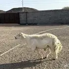 ضان حريات و معزا عوارض مراح
