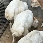 رفيدات وسواكن وتيوس
