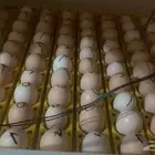 احتاج موصل من الباحة لجدة