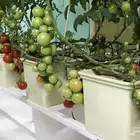 أنظمة الزراعة المائية
