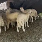 طليان ذبايح