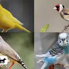 تبني واهتمام بجميع انواع الطيور