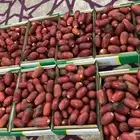 تمر حلوه10 كراتين