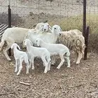 ضان حريه ولد