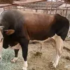 بقرة وحسيل وثور