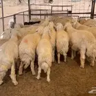 خرفان جبره بريه