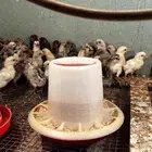 صوص فيومي المنيوم وفيومي شبابي.