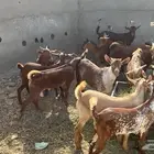 تيوس مخاصي 14