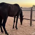 مهره انقليزيه