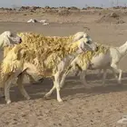 غنم حريات خلفات صنف عددها 30 معاها 30 والفحل