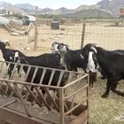 للبيع معزه عوراض 10 روس بي الفحل