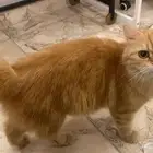 قط للبيع انثى 500 ريال