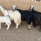 غنم نجد ولد