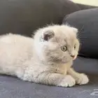 سكوتش فولد دبل روسي بيور للبيع