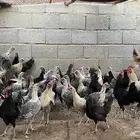 دجاج فيومي شبابي بياض