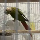 ذكر كنيور اناناس منتج
