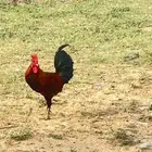 15 ديك بلدي