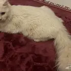 قط بعمر 7 اشهر صحته ممتازة هادئ ونظيف جدا