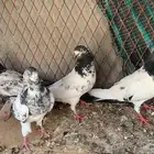 زوجين باكستاني كل زوج معه عياله