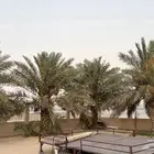 للبيع نخل طيب