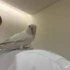 ببغاء روز البينو (عيونه حمرا) اليف لعوب