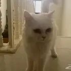 قطة انثى للتبني