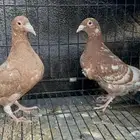 طبة زاجل مولمينز