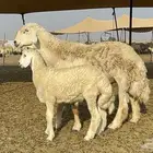 فحل حري صنف الصنف