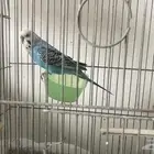 جوز بادجي باكستاني