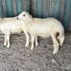 خرفان نضاف