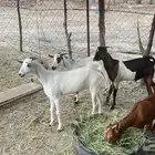 تيوس للبيع