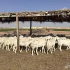 للبيع غنم ريات مراح دفيع ومضاريع على السونار
