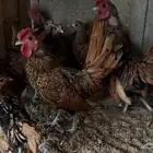 دجاج سبرايت