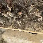 للبيع صيصان فيومي اصل العدد 1500 يزود او ينقص