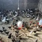 فروخ دجاج