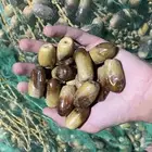 تمر
