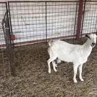 للبيع معزا مواليد ودفيع