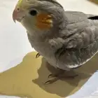 ببغاء كروان اليف جدا