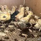 صوص بلدي ماشاءالله كلها فواتح الأهل احجام الموقع الأحساء