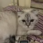 قطط للتبني