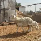 متبع طيبه