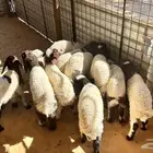 نعيم 12 كلش خروف تم البيع