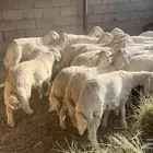 بيع عدد 26 طلي الموقع الديلمي