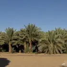 تمر للبيع