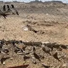 حمام باكستاني
