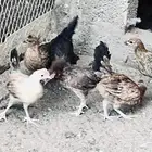 ديك و5 دجاجات بلدي في بيشة
