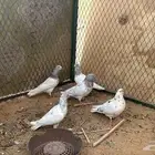 حمام هندي إنتاج شرط