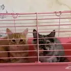 قطط لتبني