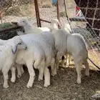 طليان تربيه
