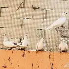 قماري للبيع في بيشة